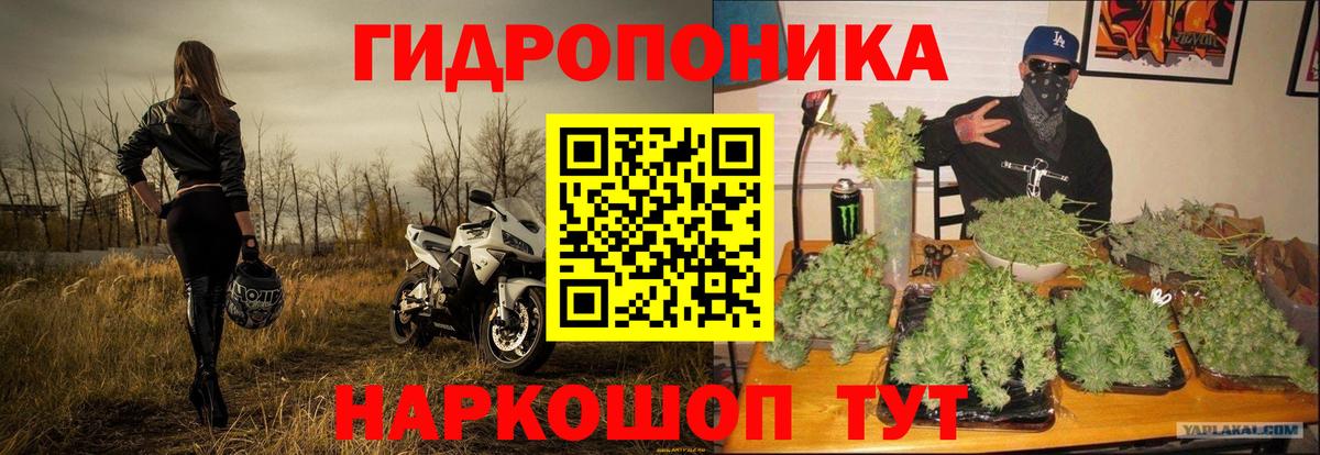 Сланцы  Канабис OG Kush  Каннабис план  МАРИХУАНА ГИДРОПОН  Вход с VPN 